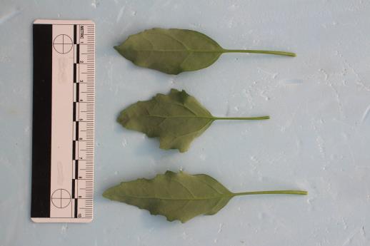 column LEAF