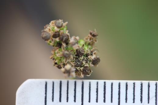 column FRUIT