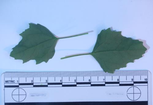 column LEAF