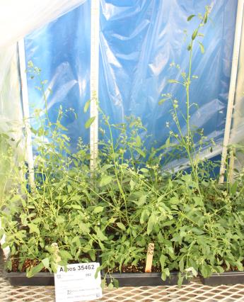 column GREENHOUSE