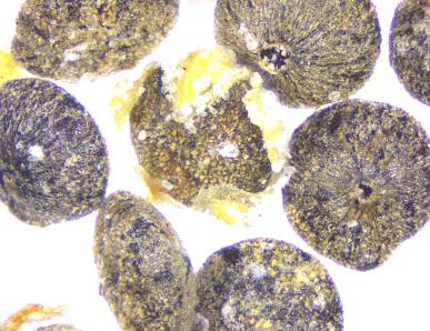 column SEED
