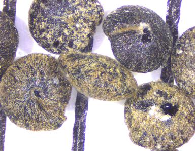 column SEED
