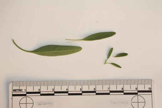 column LEAF