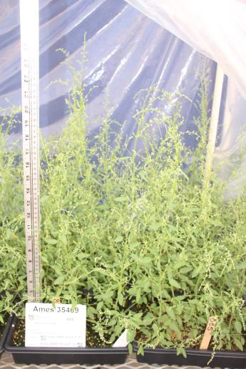 column GREENHOUSE