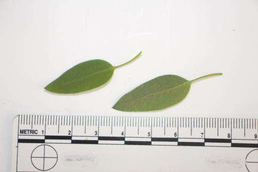 column LEAF