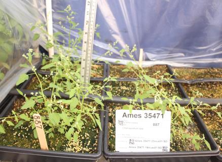 column GREENHOUSE