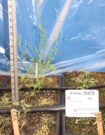 column GREENHOUSE