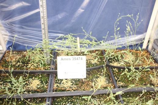 column GREENHOUSE