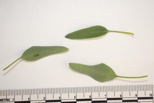 column LEAF
