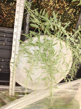 column GREENHOUSE