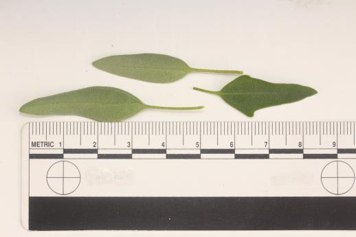 column LEAF