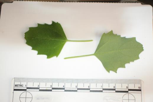 column LEAF