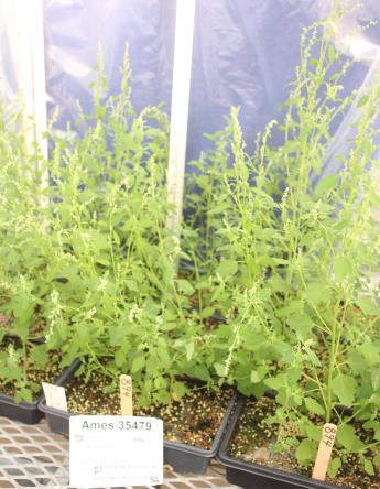 column GREENHOUSE