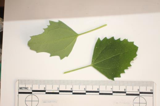 column LEAF