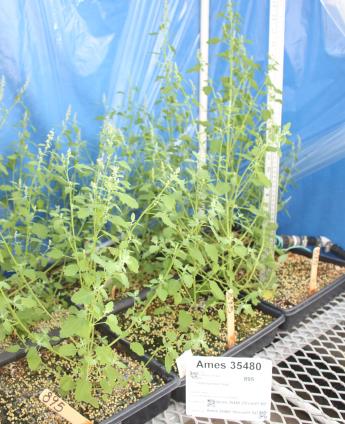 column GREENHOUSE