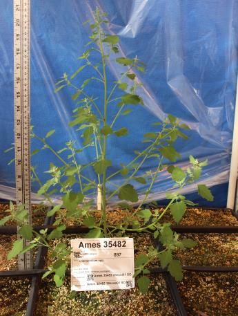 column GREENHOUSE