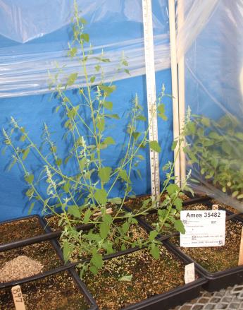 column GREENHOUSE