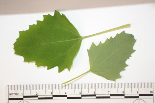 column LEAF