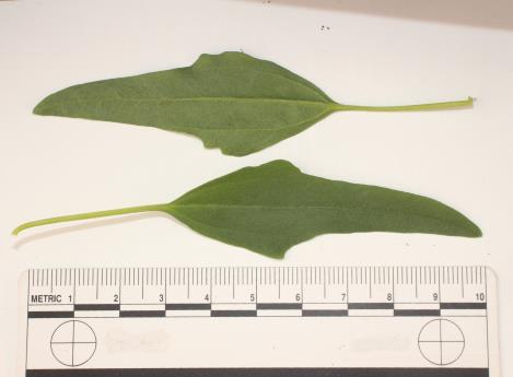 column LEAF