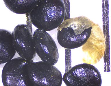 column SEED