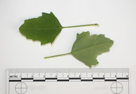 column LEAF