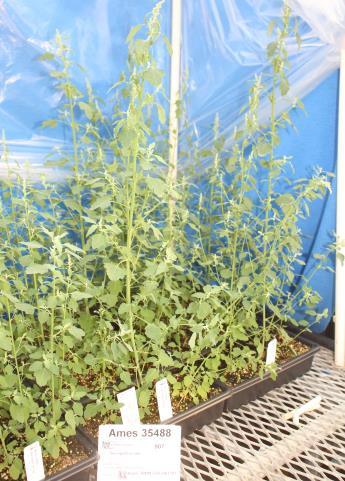 column GREENHOUSE