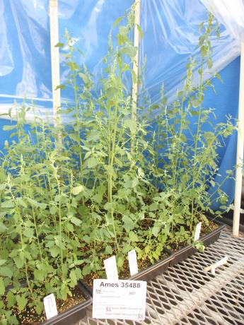 column GREENHOUSE