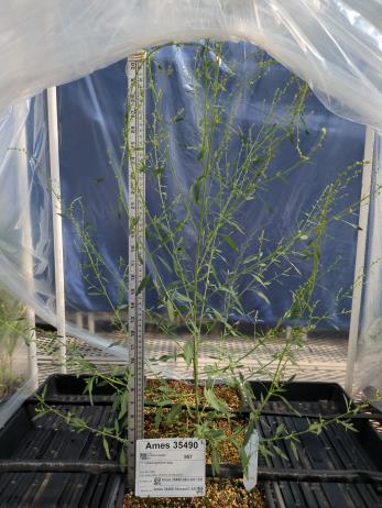 GREENHOUSE