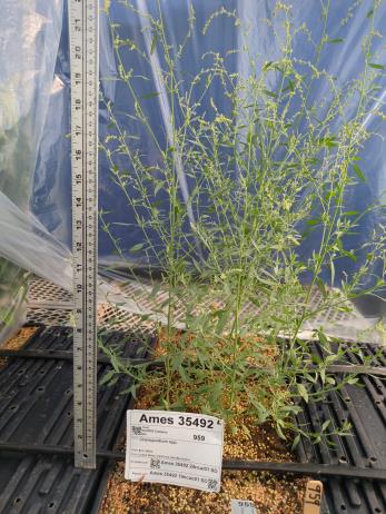 GREENHOUSE
