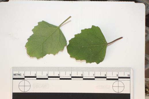 column LEAF