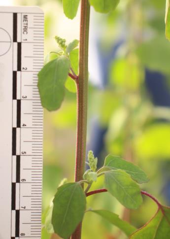 column STEM