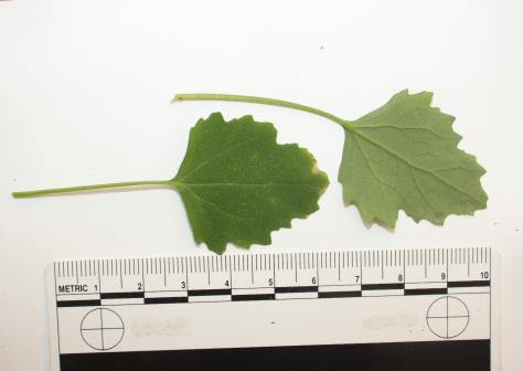 column LEAF