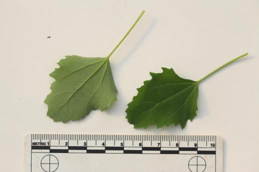 column LEAF