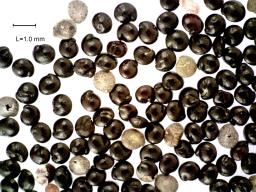 column SEED