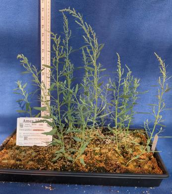 column GREENHOUSE