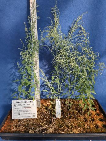 column GREENHOUSE