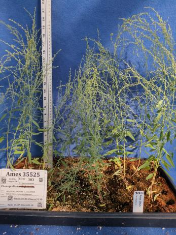 column GREENHOUSE