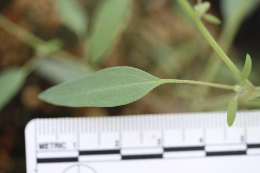 column LEAF
