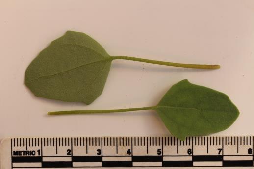 column Leaf
