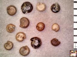 column SEED