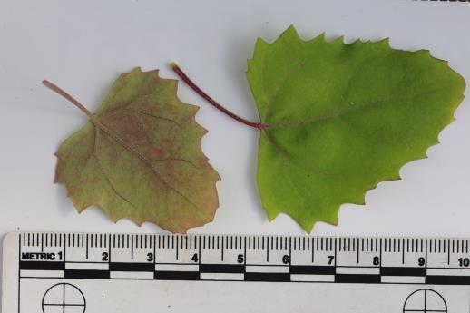 column LEAF