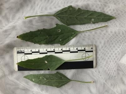 column LEAF