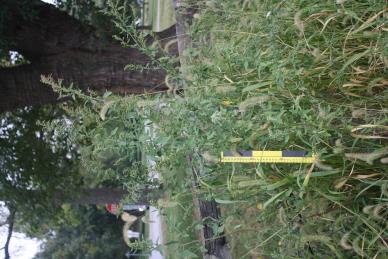 column PLANT