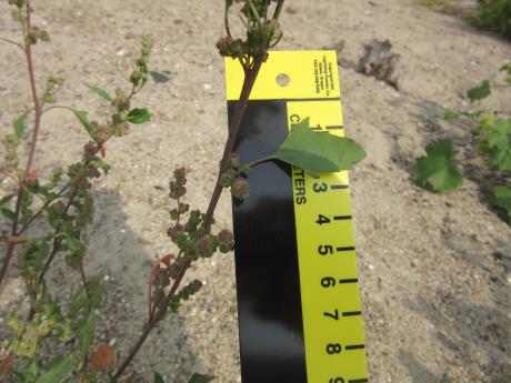 column LEAF