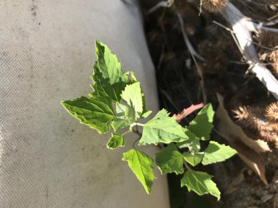 column LEAF
