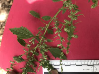 column LEAF
