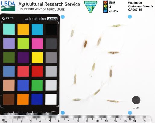 Click for 1 image(s) for this accession. SEED