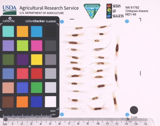 Click for 1 image(s) for this accession. SEED