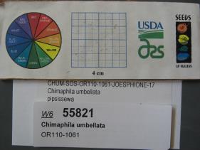 Click for 1 image(s) for this accession. SEED