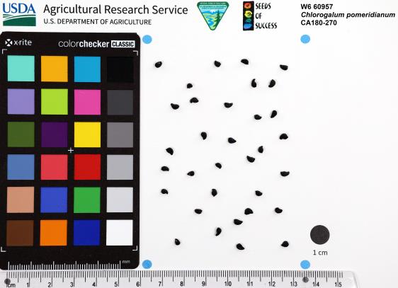 Click for 1 image(s) for this accession. SEED